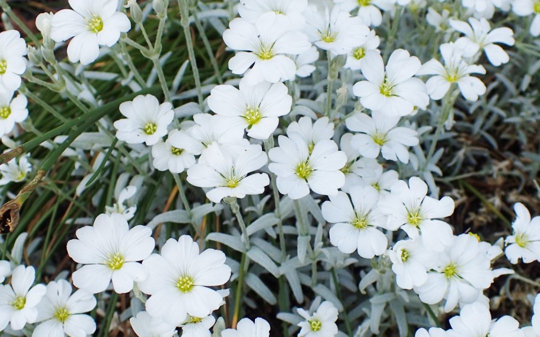 51172523_2299981013556630_6393300081293918208_o