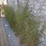 Modernisation de la terrasse du Bocalino à Chokier.

Remplacement des plantations par des plantes a...