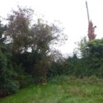 Rénovation d'un jardin à Angleur. Enlèvement des arbres morts et malade en vue d'une prochaine r...