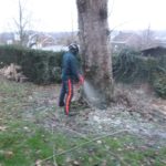 Abattage d'un arbre remarquable qui a été victime des sècheresses répétées de ces dernières a...