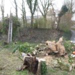 Abattage d'arbres malades en vus d'une nouvelle plantation....