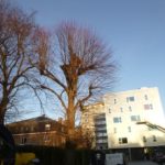 Travaux d'élagage des arbres aux abords du bâtiment des H..EC. Liège. 
Sécurisation des parkings...