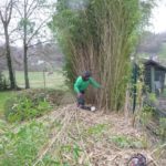 Nettoyage d'un jardin qui était planté de bambous à ricines traçantes.

La travail fut très com...