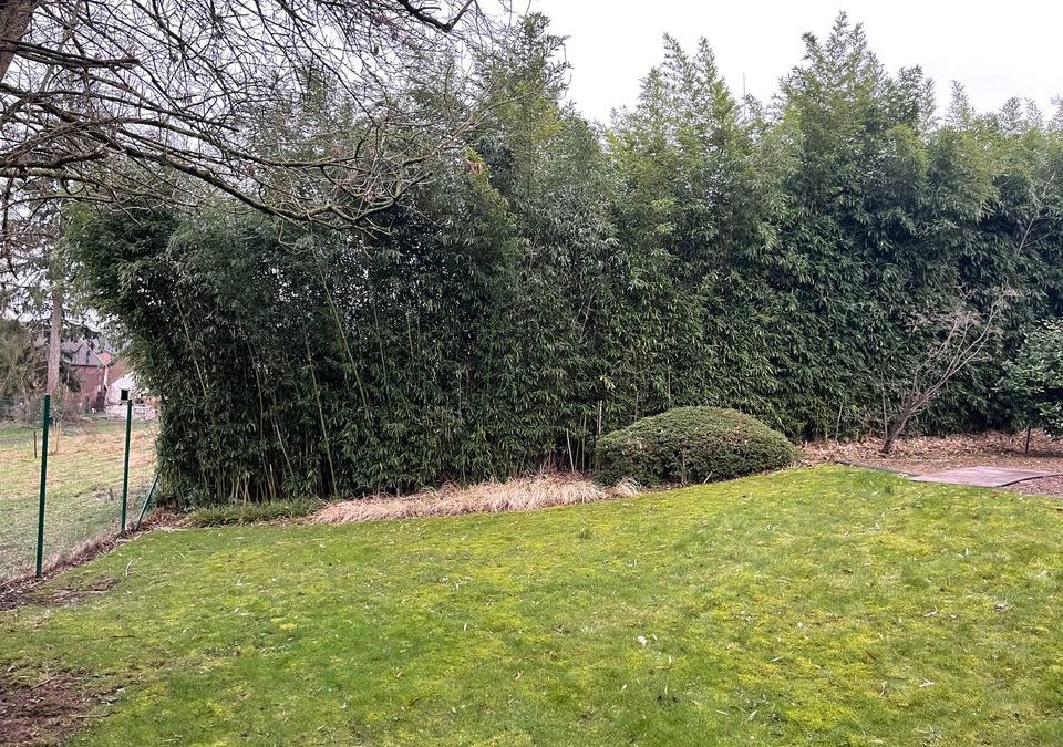 Nettoyage d’un jardin à Saive
