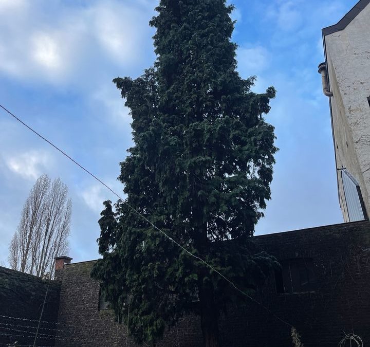 Abattage d’un conifère dans un petit jardin à Seraing